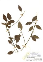 藏品(莢蒾屬)的圖片